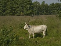 Maremmana Cattle 2, Saxifraga-Jan van der Straaten