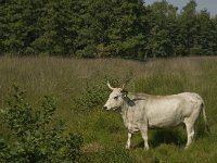 Maremmana Cattle 3, Saxifraga-Jan van der Straaten