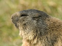 Marmota marmota 10, Saxifraga-Jan van der Straaten
