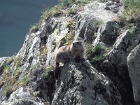 Marmota marmota 14, Saxifraga-Janus Verkerk