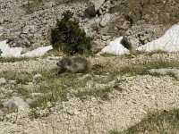 Marmota marmota 16, Saxifraga-Jan van der Straaten