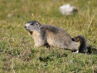 Marmota marmota 18, Saxifraga-Elisabeth Raboin