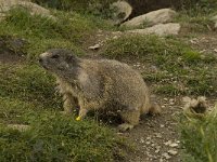 Marmota marmota 20, Saxifraga-Willem van Kruijsbergen