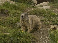 Marmota marmota 21, Saxifraga-Willem van Kruijsbergen