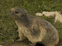 Marmota marmota 22, Saxifraga-Willem van Kruijsbergen