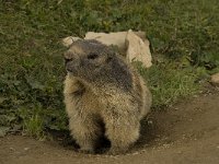 Marmota marmota 23, Saxifraga-Willem van Kruijsbergen