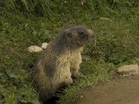 Marmota marmota 24, Saxifraga-Willem van Kruijsbergen