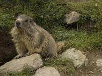Marmota marmota 25, Saxifraga-Willem van Kruijsbergen