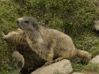 Marmota marmota 26, Saxifraga-Willem van Kruijsbergen