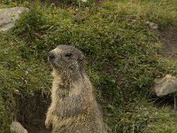 Marmota marmota 27, Saxifraga-Willem van Kruijsbergen