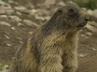 Marmota marmota 28, Saxifraga-Willem van Kruijsbergen