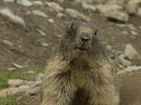 Marmota marmota 29, Saxifraga-Willem van Kruijsbergen