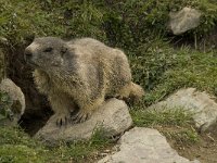 Marmota marmota 30, Saxifraga-Willem van Kruijsbergen