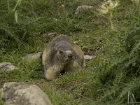 Marmota marmota 31, Saxifraga-Willem van Kruijsbergen
