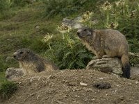 Marmota marmota 32, Saxifraga-Willem van Kruijsbergen