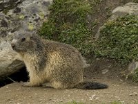 Marmota marmota 33, Saxifraga-Willem van Kruijsbergen