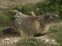 Marmota marmota 34, Saxifraga-Willem van Kruijsbergen