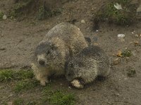 Marmota marmota 35, Saxifraga-Willem van Kruijsbergen