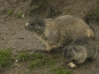 Marmota marmota 37, Saxifraga-Willem van Kruijsbergen