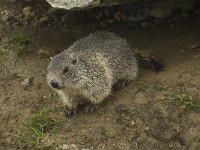 Marmota marmota 38, Saxifraga-Willem van Kruijsbergen