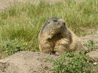 Marmota marmota 4, Saxifraga-Jan van der Straaten