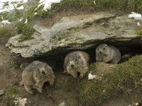 Marmota marmota 40, Saxifraga-Willem van Kruijsbergen
