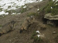 Marmota marmota 41, Saxifraga-Willem van Kruijsbergen