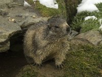 Marmota marmota 42, Saxifraga-Willem van Kruijsbergen