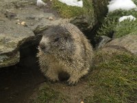 Marmota marmota 43, Saxifraga-Willem van Kruijsbergen