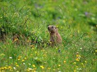 Marmota marmota 44, Saxifraga-Hans Dekker