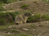 Marmota marmota 45, Saxifraga-Willem van Kruijsbergen