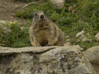 Marmota marmota 46, Saxifraga-Willem van Kruijsbergen