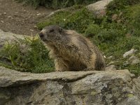 Marmota marmota 47, Saxifraga-Willem van Kruijsbergen