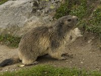 Marmota marmota 48, Saxifraga-Willem van Kruijsbergen