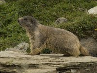 Marmota marmota 49, Saxifraga-Willem van Kruijsbergen