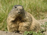 Marmota marmota 5, Saxifraga-Jan van der Straaten
