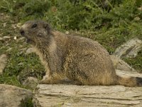 Marmota marmota 50, Saxifraga-Willem van Kruijsbergen