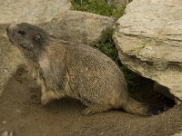 Marmota marmota 51, Saxifraga-Willem van Kruijsbergen