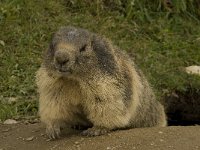 Marmota marmota 52, Saxifraga-Willem van Kruijsbergen