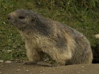 Marmota marmota 53, Saxifraga-Willem van Kruijsbergen
