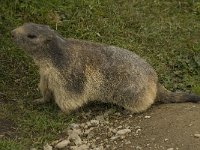 Marmota marmota 54, Saxifraga-Willem van Kruijsbergen