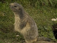Marmota marmota 55, Saxifraga-Willem van Kruijsbergen