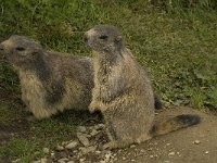 Marmota marmota 56, Saxifraga-Willem van Kruijsbergen
