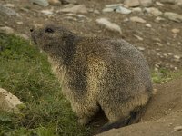 Marmota marmota 57, Saxifraga-Willem van Kruijsbergen