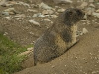 Marmota marmota 58, Saxifraga-Willem van Kruijsbergen