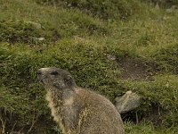 Marmota marmota 59, Saxifraga-Willem van Kruijsbergen
