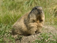 Marmota marmota 6, Saxifraga-Jan van der Straaten