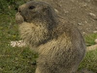 Marmota marmota 60, Saxifraga-Willem van Kruijsbergen