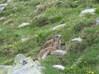 Marmota marmota 62, Saxifraga-Jeroen Willemsen