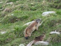 Marmota marmota 63, Saxifraga-Jeroen Willemsen